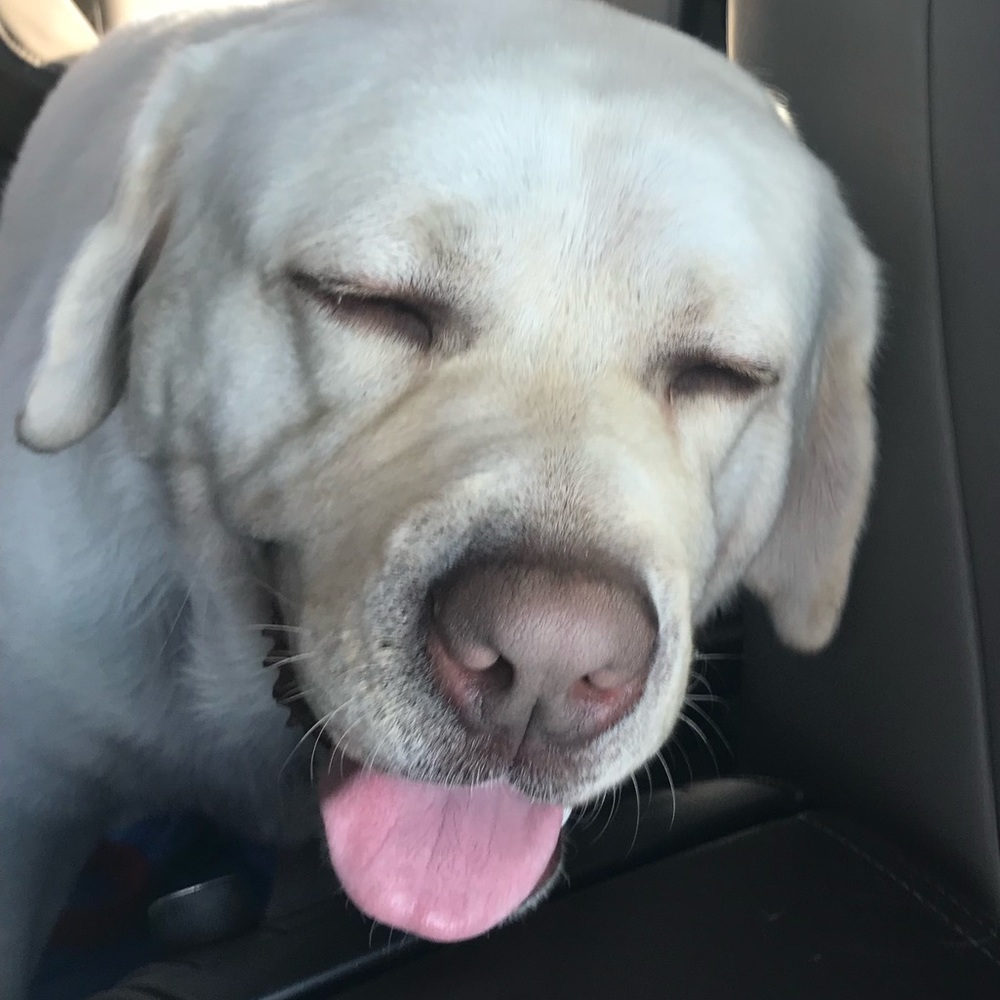 Meet your Posher, Ann